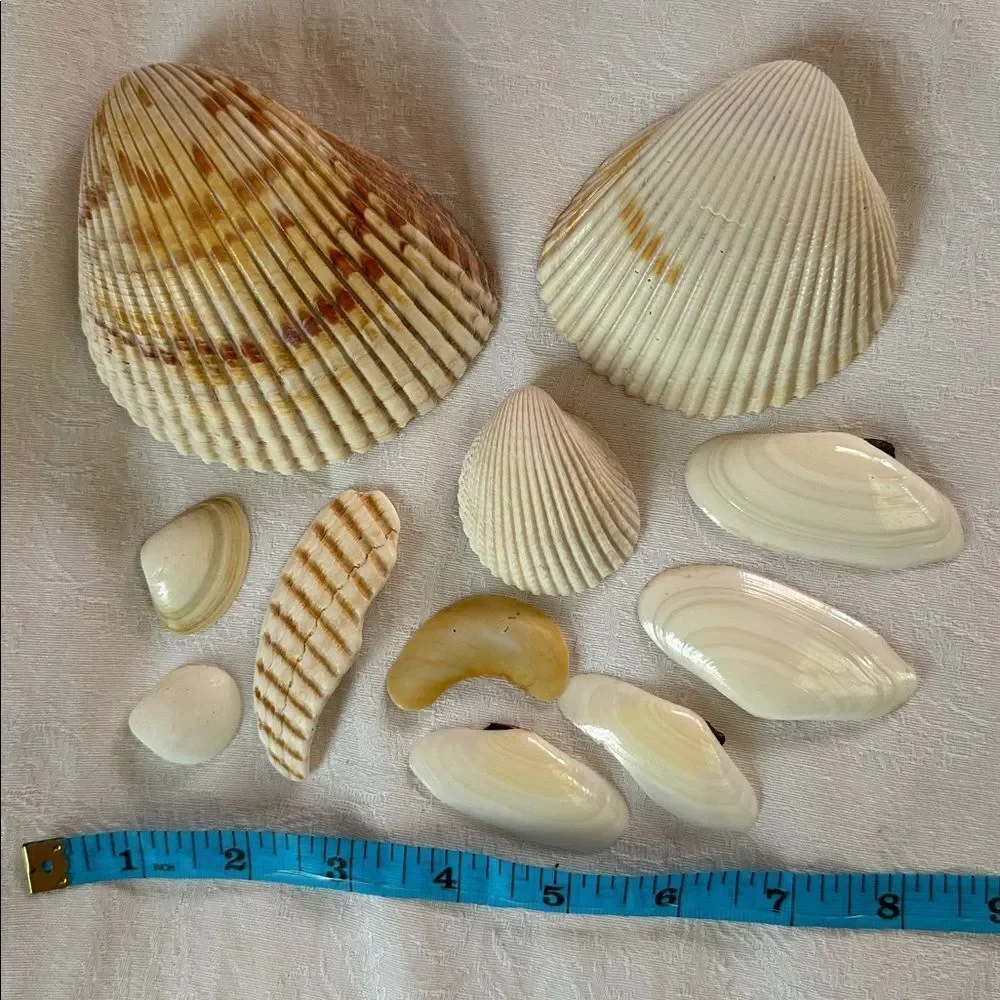 Sea Shells From Bahamas Florida Small Clams - Picture 7 of 8
